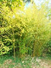 Bambou phyllostachys nigra d'occasion  Pouilly-les-Nonains