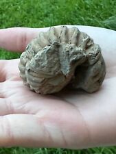 Beau trilobite enroulé d'occasion  Plougastel-Daoulas