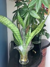 Snake plant sansevieria for sale  Boca Raton