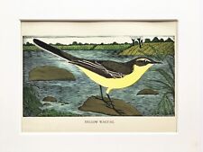 Yellow wagtail bird for sale  NORWICH