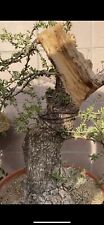 Olivastro bonsai spettacolare usato  Italia