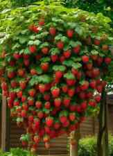 Dwarf bonsai strawberry for sale  Titusville