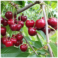 Morello cherry tree for sale  Shipping to Ireland