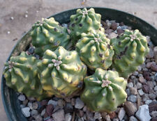 Echinocereus triglochidiatus m for sale  North Las Vegas