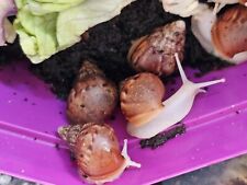 African land snails for sale  OKEHAMPTON