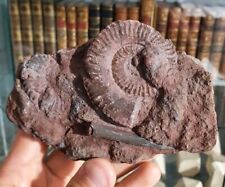 Ammonite belemnite monts d'occasion  Cournon-d'Auvergne