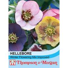 Thompson morgan helleborus for sale  IPSWICH