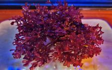 Marine macro algae for sale  HOLMFIRTH