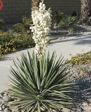 Yucca gloriosa kerzen gebraucht kaufen  Wanne