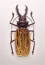 Entomology taxidermy macrodont usato  Roma