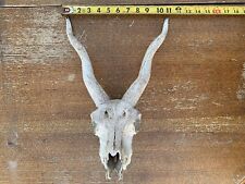 Blackbuck antelope texas for sale  El Campo
