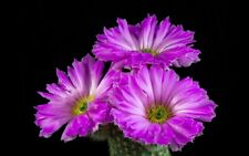 echinocereus usato  Napoli