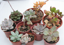 Succulent houseplants unrooted for sale  HUNTINGDON