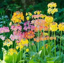 Primula candelabra mix for sale  UK