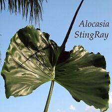 ~STINGRAY~Alocasia Macrorrhiza elephant ear colocasia live sml plant for sale  Shipping to South Africa