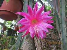 Ibrido aporocactus liliedery usato  Spedire a Italy