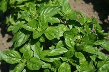 British basil seeds for sale  PEEBLES