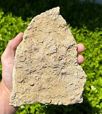 Nice fossil sea for sale  Coppell