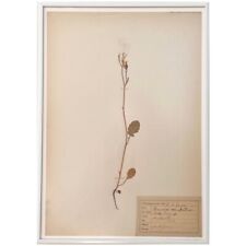 Antique 1879 herbarium for sale  Philadelphia