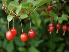 Essbare ölweide elaeagnus gebraucht kaufen  Tauberbischofsheim