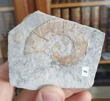 Ammonite crioceratites duvali d'occasion  Cournon-d'Auvergne