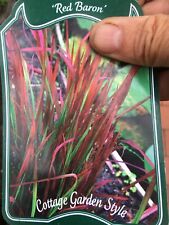 Imperata red baron for sale  GLOUCESTER