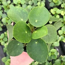 Chinese money plant for sale  Barnwell