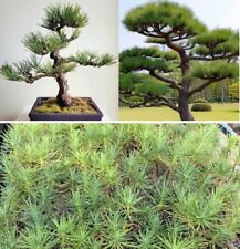 Japanese black pine for sale  BROCKENHURST