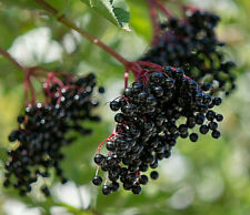 European black elderberry for sale  Saint Augustine