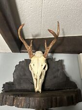 Point whitetail buck for sale  Cumming