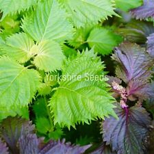 Perilla shiso green for sale  DEWSBURY