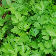 Herb parsley italian for sale  SALISBURY