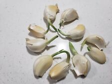 Garlic cloves sprouted for sale  Dallas