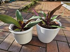 Tradescantia ableger dreimaste gebraucht kaufen  Handewitt