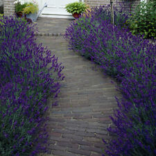 Lavender hidcote plug for sale  PETERBOROUGH