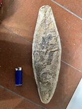 Pesce fossile perfetto usato  Faenza