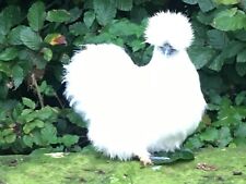 Top Exhibition Quality Miniature White Silkies hatching eggs x 3 for sale  YORK