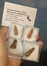 Dinosaur tooth spinosaur. for sale  ROCHDALE