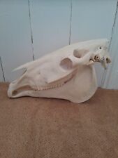 animal skeletons for sale  SAXMUNDHAM