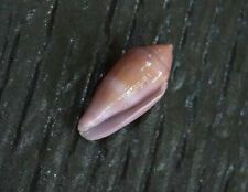 Viola Conus 23,5 mm F+++/GEM tamanho pequeno elegante cor roxa padrão coleção ", usado comprar usado  Enviando para Brazil