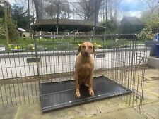 Doggiesolutions metal dog for sale  NORTHAMPTON