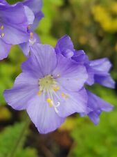 Polemonium northern lights for sale  CARNFORTH