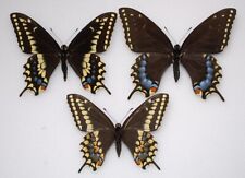 Papilio machaon gorganus for sale  PERSHORE