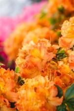 Azalee rhododendron gibraltar gebraucht kaufen  Westerstede