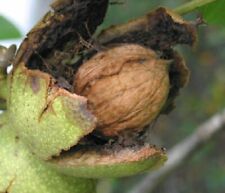 English walnut tree for sale  Nevada