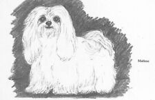 Maltese custom matted for sale  Tampa
