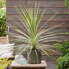 Cordyline lime passion for sale  UK