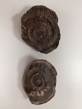 Ammonite fossils approx. d'occasion  Expédié en Belgium