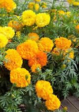 100 marigold african for sale  LONDON