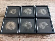 Lot fossiles ammonites d'occasion  Velaux